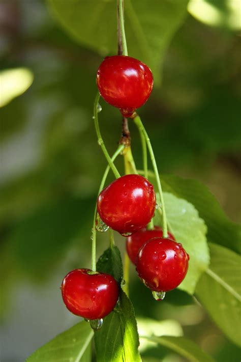 File:Sour cherries.jpg - Wikimedia Commons