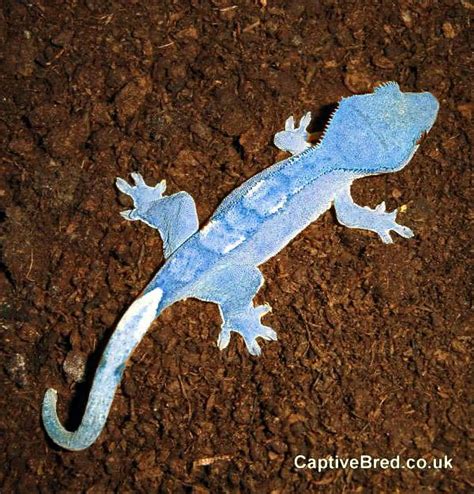 Blue Crested Gecko. No freakin way!! This has to be photo-shopped!?! If not I so want one for a ...