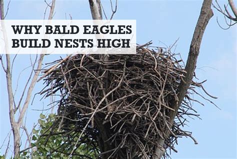 Why Do Bald Eagles Build Nests Up High? (+ How High)