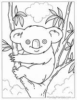 Koala Face Coloring Pages sketch template