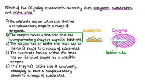 Question Video: Defining the Key Terms: Enzymes, Substrates and Active ...