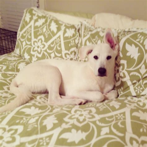 White German Shepherd/Lab | Shepherd mix puppies, German shepherd mix puppies, Puppies