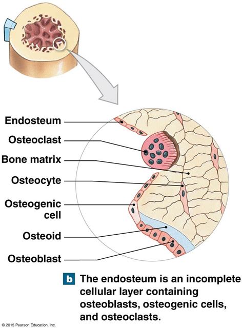 Diagram Showing Evolution Of Osteoblasts And Osteoclast