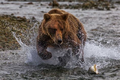 Grizzly Bear About To Catch Fish Fine Art Photo Print | Photos by Joseph C. Filer