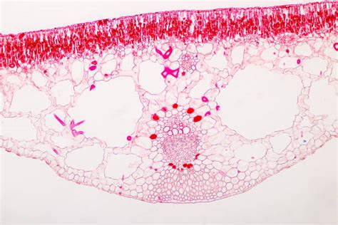 Bulliform Cell - Zdjęcia i ilustracje - iStock