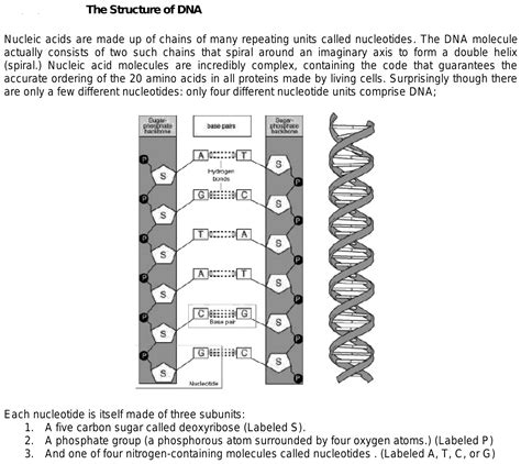 Dna Double Helix Structure