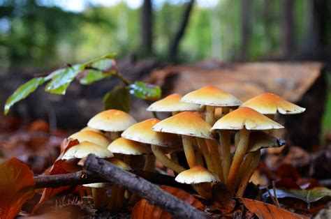 Mushroom Forest Wallpaper - WallpaperSafari