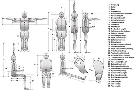 Anthropometric dimensions in standing and sitting postures. | Download Scientific Diagram