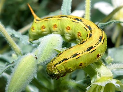 SUPER ANIMAL: Caterpillar