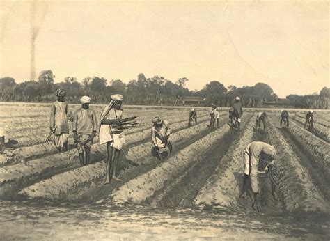 Lot - Antique Photo Agriculture in India