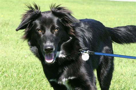 Black German Shepherd Golden Retriever Mix | Golden Shepherd Mix