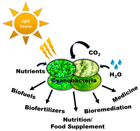 Environments | Free Full-Text | Cyanobacteria: Review of Current ...