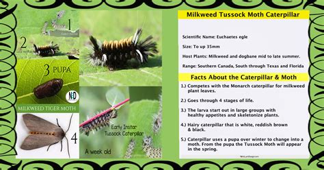 Milkweed Tussock Moth Caterpillar - Nikki Lynn Design