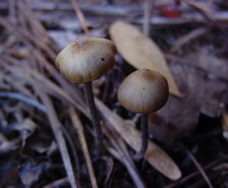 Psilocybe atlantis - Mycology Wiki