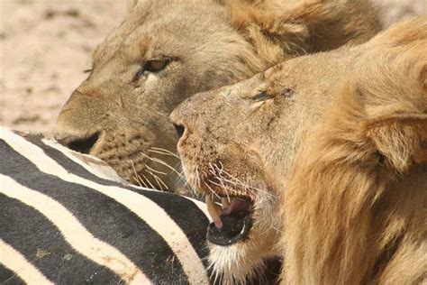 Lions Eating Zebra | Flickr - Photo Sharing!