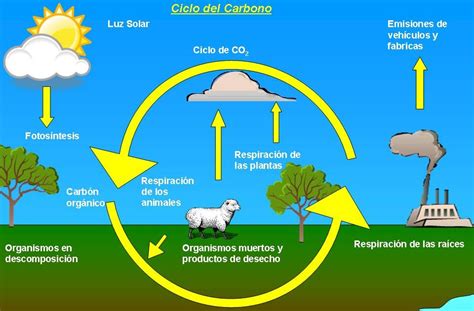 Ciclos de la Naturaleza: CICLO DEL CARBONO