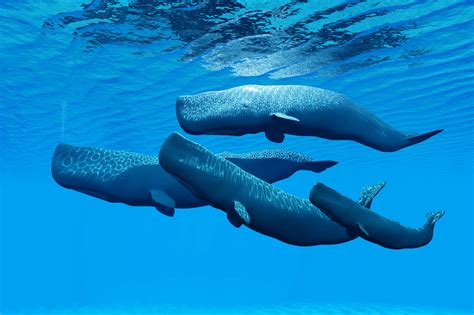 Sperm Whales Have the Biggest Brains, but How Smart Are They? | Discover Magazine