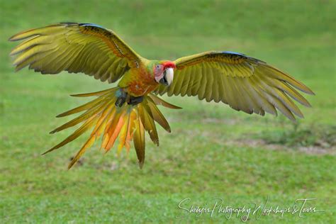 Great Green Macaw With Wings Spread - Shetzers Photography