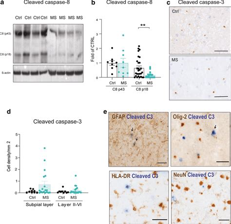 Cleaved caspase-8 levels and apoptosis signaling are downregulated in... | Download Scientific ...