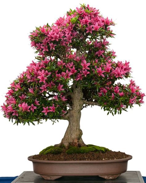 Azalea Bonsai | How to Take Care of a Bonsai Tree