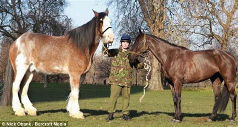 The Queen's new NEIGH-bour: Britain's tallest horse to carry silver drums at the monarch's ...