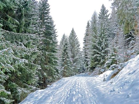 Alpine Forest Trails in a Typical Winter Environment and after the Winter Snowfall Above the ...