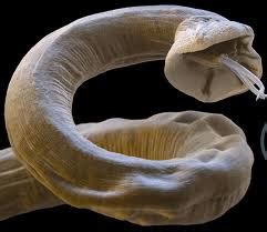 Lungworm in dogs (French Heartworm) - Your Own Vet