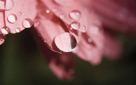 HD wallpaper: pink petaled flowers wallpaper, droplets, dew, petals ...