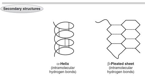 Protein Structure- Primary, Secondary, Tertiary and Quaternary