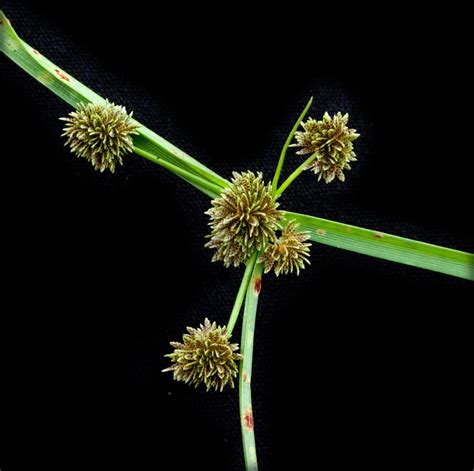 Cyperus difformis L. | Plants of the World Online | Kew Science