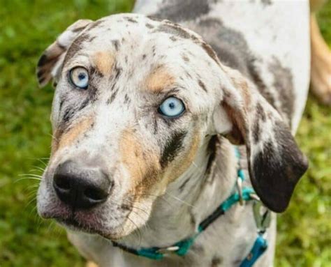 Catahoula Leopard Dog: Your ultimate guide to this striking breed