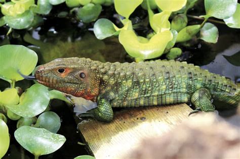 Caiman Lizard Care And Information - Reptiles Magazine