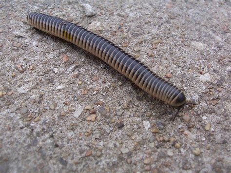 a close up of a caterpillar on the ground with gravel in the background