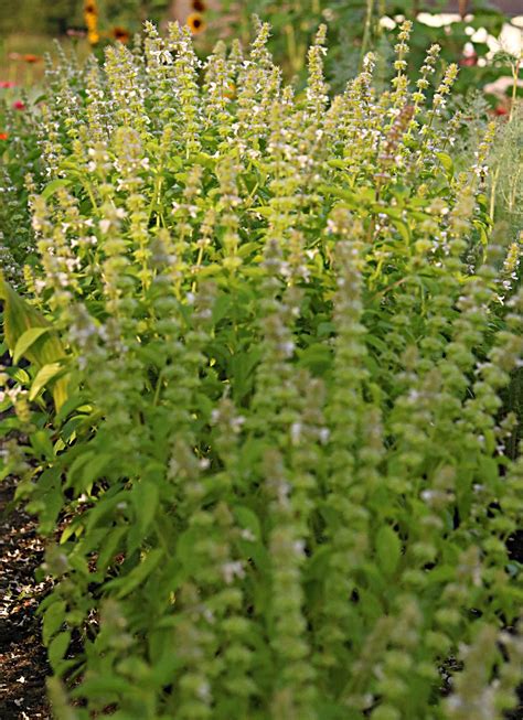 Beautiful Garden Bouquets With Mrs. Burns' Lemon Basil - At Home with Jemma