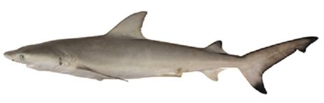 Species Profile: The Nervous Shark - We Love Sharks!