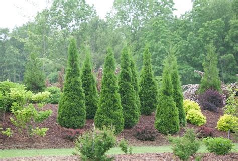 Top 15 Privacy Bushes for Your Garden | Garden Design