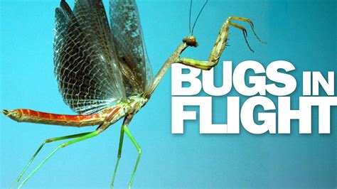 Praying Mantis & More! 15 Insects Flying in Slow Motion - YouTube