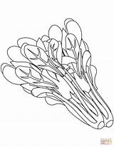 Spinach coloring Page  Free Printable Coloring Pages sketch template