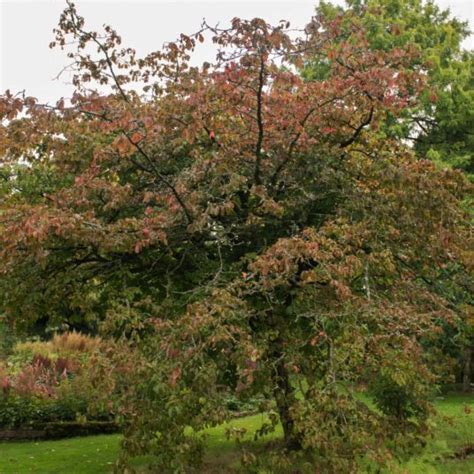 Buy Parrotia persica 'Vanessa' Tree | Hillier Trees