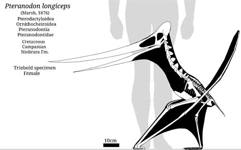 Pteranodon Skeletal by SassyPaleoNerd on DeviantArt