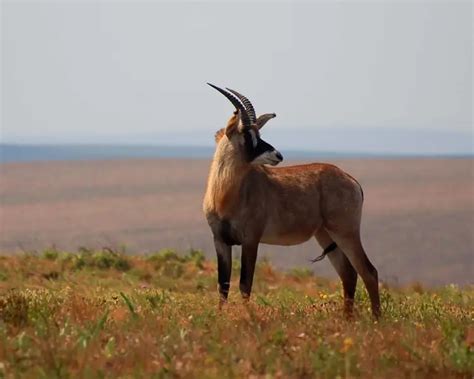 Roan Antelope - Facts, Diet, Habitat & Pictures on Animalia.bio