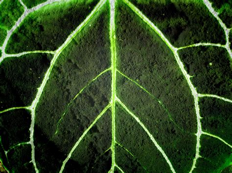 Leaf Texture Background Free Stock Photo - Public Domain Pictures