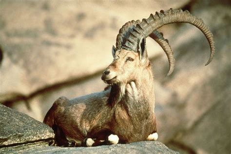 14 animals declared extinct in the 21st century | Animals, Pyrenean ibex, Endangered animals