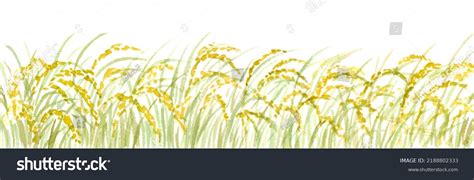 Watercolor Illustration Rice Field Stock Illustration 2188802333 ...