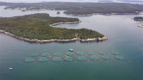 Burgeoning salmon farming industry sparks controversy over pollution and sustainability | PBS News