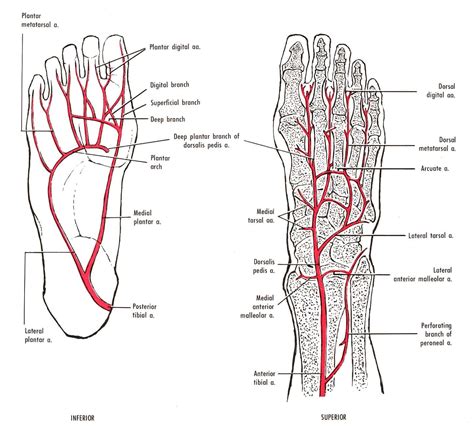 Foot Anatomy and Function | पाद | pāda | Elliot's WebSite