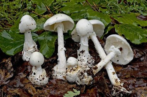 Destroying Angel - Amanita virosa | Stuffed mushrooms, Fungi, Poisonous ...