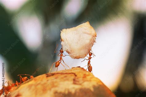 Ants hard work. Ant standing Action, Concept unity teamwork together ...