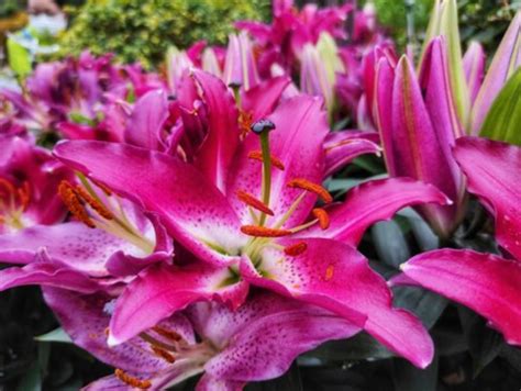 Stargazer Lily Care and Growing Tips: Unlocking the Beauty of Your ...