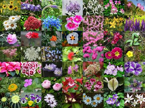 List Of 300 Flower Names A To Z with Images | Florgeous | Tipos de flores, Nombres de flores ...